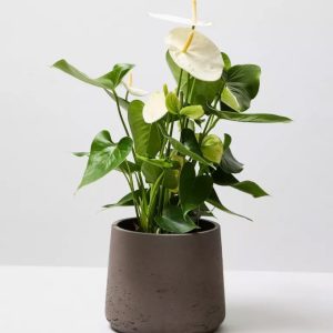 Cây Robusta